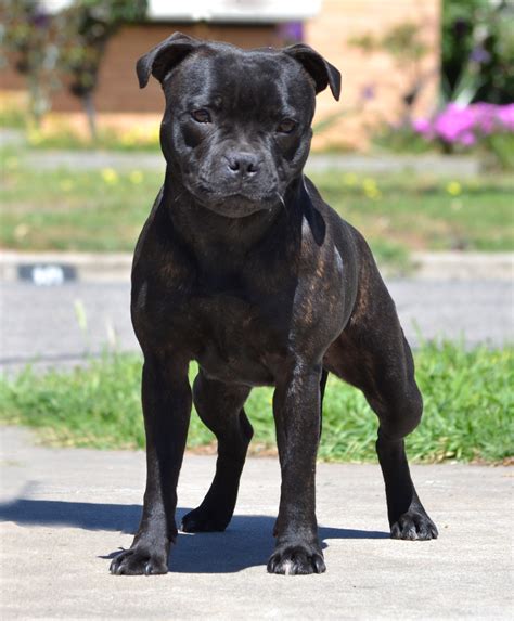 Staffordshire Bull Terrier <b>Rescue</b> Information: The Staffordshire Bull Terrier is a British breed that is often confused with its American counterpart, the Pit Bull. . English staffy rescue victoria